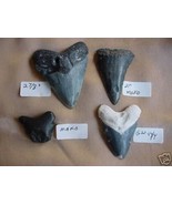 (S299-200) TEN RARE COLLECTION 10 Megalodon BITE MARK Fossil SHARK tooth... - £892.56 GBP