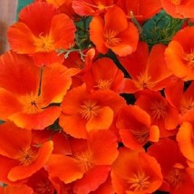 35 Popy Copper Pot Papaver Eschscholzia Perennial Flower Seeds New Fresh... - $89.47 MXN