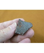 DF300-18) small Fossil REAL DINOSAUR Bone Slice Jurassic Dino love dinos... - $9.49