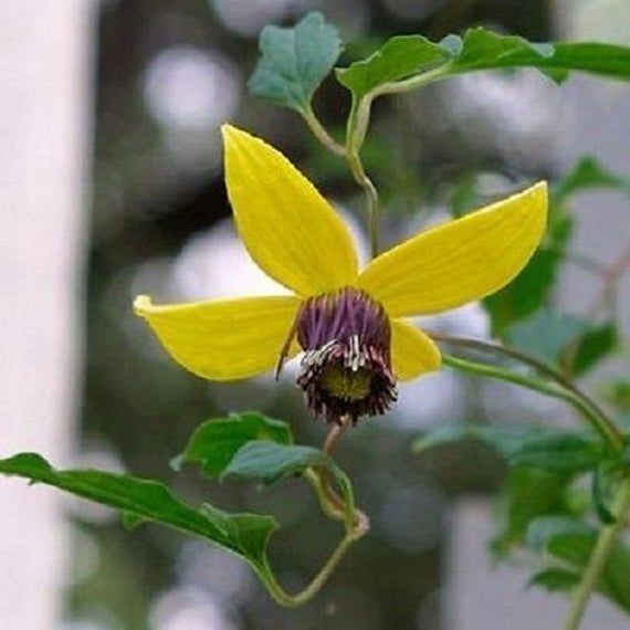 Primary image for 150 Clematis Seeds Helios Flower Seeds - Yard, Garden & Outdoor Living
