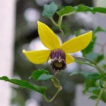 150 Clematis Seeds Helios Flower Seeds - Yard, Garden &amp; Outdoor Living - £39.82 GBP