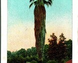 Tallest and Oldest Palm in the World Santa Barbara CA UNP 1910s Postcard - $3.91