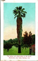 Tallest and Oldest Palm in the World Santa Barbara CA UNP 1910s Postcard - £3.07 GBP