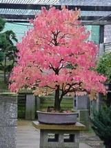 Japanese Katsura Cercidiphyllum Japonicum Tree Seeds Fall Color Bonsai - £6.76 GBP