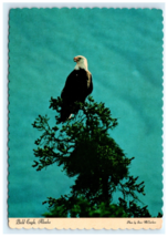 Bald Eagle AK Postcard - $5.95