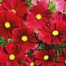 PS 200 Gazebo Red Cosmos Seeds Fast Grow - $12.67