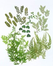 42 PCS Real Dried Pressed Leaf Flowers Plant Herbarium for Craft Resin J... - £14.96 GBP