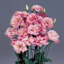 Floral Lisianthus Advantage Pink 25 Pelleted Flower Fresh Seeds USA Seller - £13.30 GBP