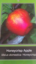 Honeycrisp Apple 4-6 Ft Tree Plant Sweet Juicy Apples Fruit Trees Plants - £109.81 GBP