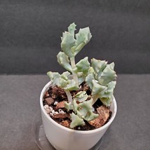 Live Succulent in White Pot, Deltoid Leaved Dew Plant, Oscularia Deltoides image 4