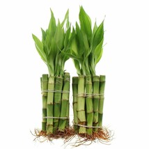 Lucky Bamboo 20 Stalks of 4 Inches Straight Live Plant Best Gift Indoor Fengshui - £17.96 GBP