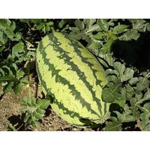 Jubilee Watermelons Improved Strain  10 Seeds  Garden Beautiful USA SELLER - £6.48 GBP