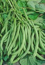 Beans, White Non-Gmo, Heirloom, Organic, Amish Seeds - £5.85 GBP