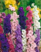 500 Seeds Organic Larkspur Giant Imperial A Great Cut Flower - £14.89 GBP