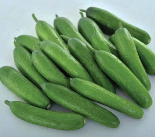 25 Seeds Babylon Cucumbers Planting Edible Food Easy to Grow Garden - $5.56