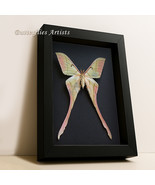 Large Pink Spirit Moth Actias Rhodopneuma Rare Real Framed Entomology Sh... - $256.72 CAD