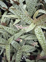 3” Pot Silver Squill Leopard Plant, Lily, Ledebouria socialis - $39.98