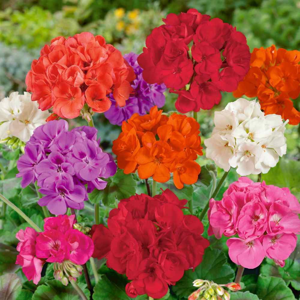 “ 200 PCS Climbing Geranium Pelargonium Seeds - Mixed 8 Colors Pink Purple Blue