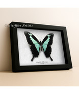 Green Banded Papilio Phorcas Butterfly Framed Entomology Collectible Sha... - $74.69 CAD