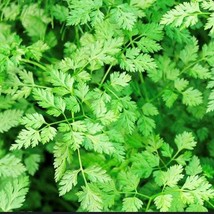 Winter Chervil Seeds Herb US Fast Shipping - $1.98