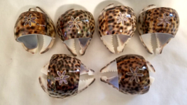 Tiger Cowrie Shell Napkin Rings Set of 6 Etched Flower - $24.99