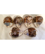 Tiger Cowrie Shell Napkin Rings Set of 6 Etched Flower - £19.66 GBP
