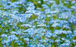 401 Forget Me Not Seed Spring Summer Wildflower Woodland Blue Blooms F.Sun/Shade - $11.98