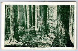 Postcard Timber Cook Forest State Park Pennsylvania PA - £3.56 GBP