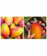 Grafted Palmer Mango Live fruit tropical tree manglifera - $207.87 CAD