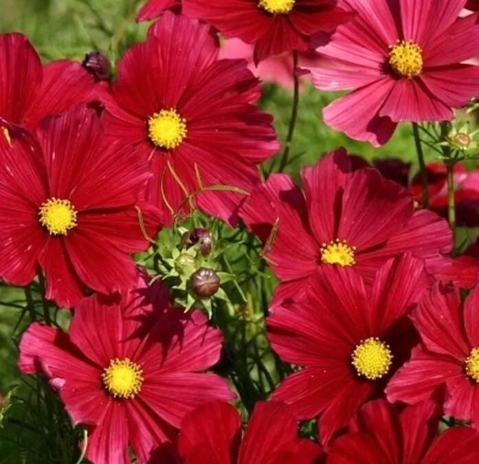 40 Seeds Cosmos Rubenza - £7.71 GBP