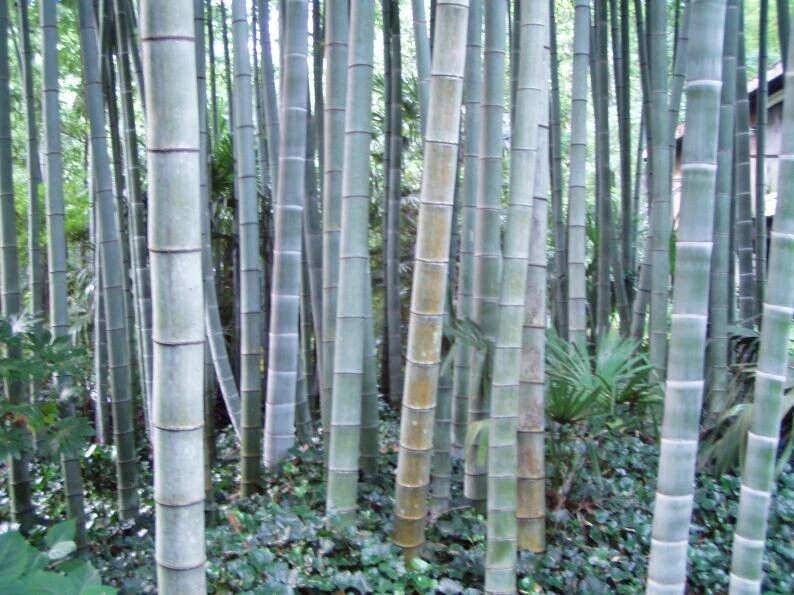 50 Rough Bamboo Seeds Privacy Plant Garden Clumping Shade Screen US SELLER - $11.71