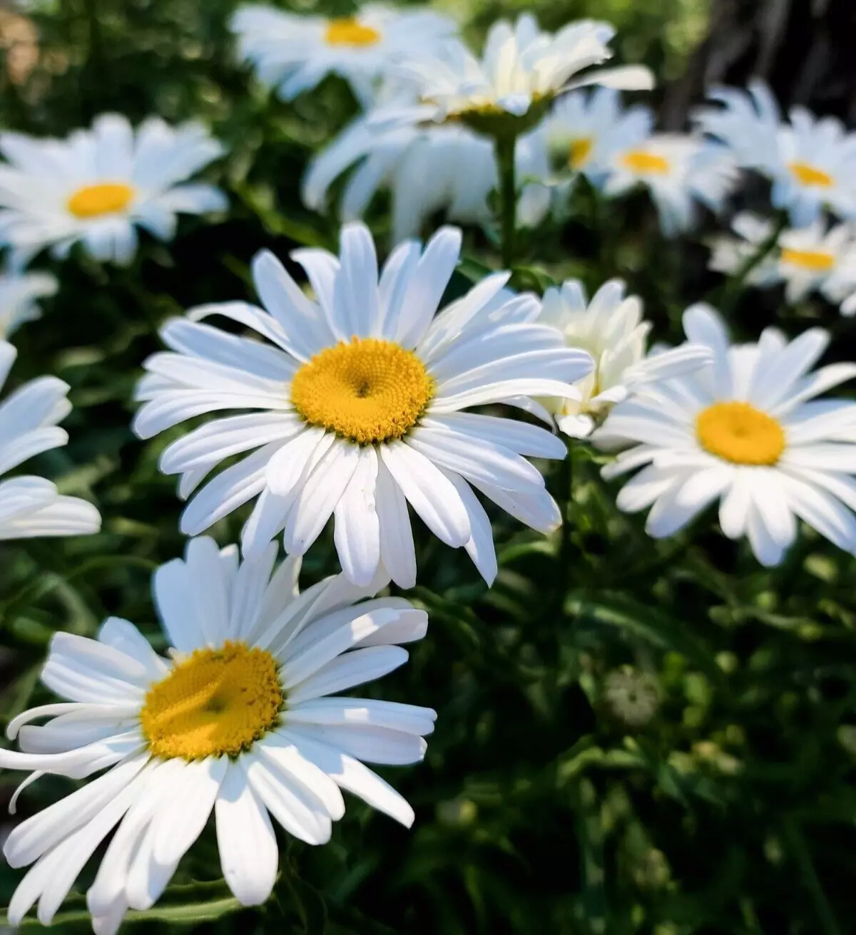 Shasta Daisy &#39;Lucille Grace&#39; Live Plant Lovely Compact Everblooming Shas... - $454.02 MXN