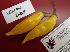 Lemon Drop Chili Pepper, 5 seeds (Ch 058) - $2.99