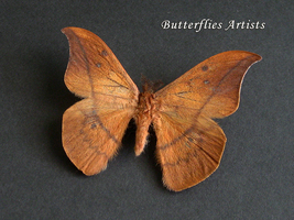 Saturn Silkmoth Small Moth Cricula Tremula Framed Entomology Shadowbox - £41.68 GBP