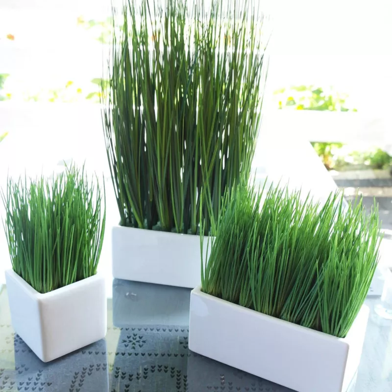 2000+Premium Cat Grass Seeds Organic98% Germination Rate Germinate Within - £17.64 GBP