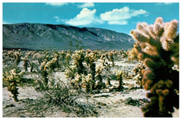 Bigelow Cholla Cactus Pinto Basin Of Joshua Tree Natl Monument Cactus Postcard - £7.08 GBP