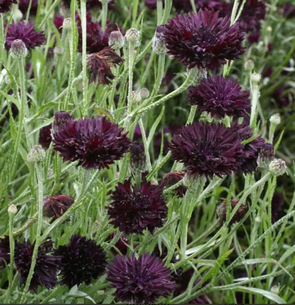 Cornflower Bachelor Button Black Ball Purple Cut Flowers Usa Non-Gmo 400 Seeds G - £8.73 GBP