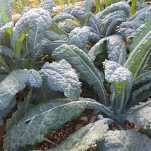 Black Magic Kale Seeds Organic US Fast Shipping - $40.86 MXN