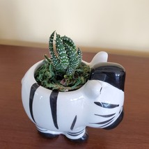 Zebra Planter with Zebra Plant Succulent, Succulent Gift, Animal Planter Pot image 6