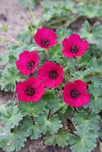 Geranium jewel red 2 qpr thumb200