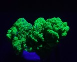  Autunite Crystal ~ Fluorescent Uranium Ore ~ Assunção Mine, Portugal, 7... - $175.00
