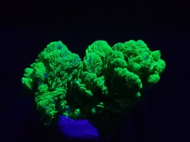  Autunite Crystal ~ Fluorescent Uranium Ore ~ Assunção Mine, Portugal, 7... - £139.45 GBP