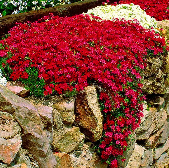 Creeping Thyme or Blue Rock CRESS Plant, 500 SEEDS D - $18.35