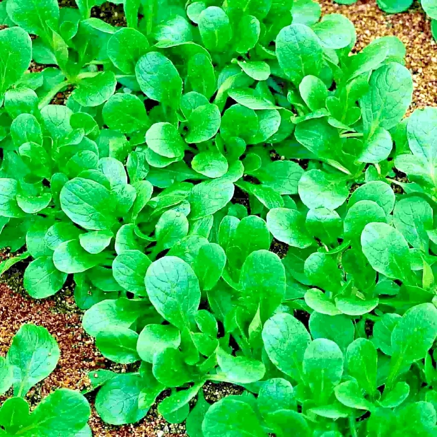 WTR 600 Dutch Corn Salad Seeds Organic Lambs Lettuce Mache Garden Planting Seeds - £7.59 GBP