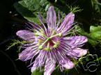 Passiflora Foetida Passionflower Exotic 5 Seeds Fresh Fast Shipping - $355.64 MXN