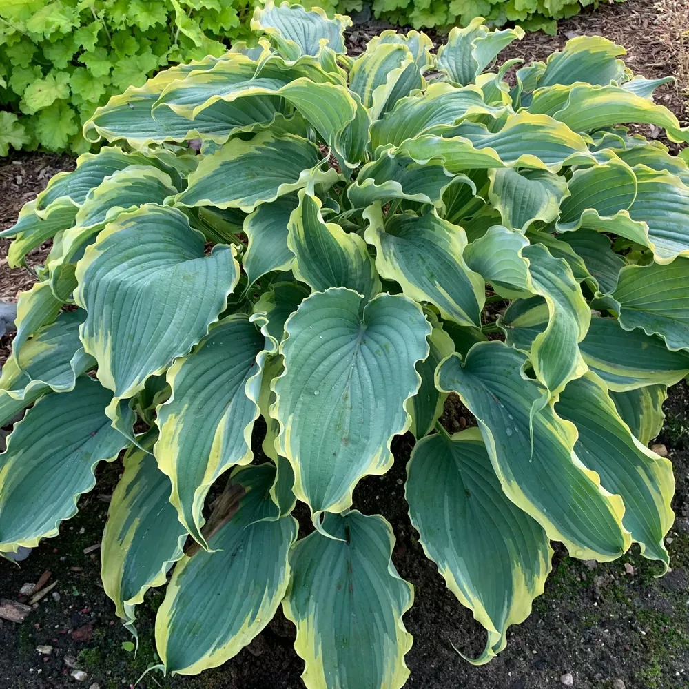 Hosta Shadowlands  Inchvoices In The Wind Inch Rooted 5.25 Inch Pot Pere... - £29.04 GBP