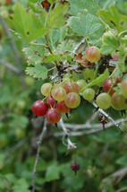 Live rooted starter plant - Gooseberry - &#39;Pixwell&#39; - Ribes hirtellum - Gardening - £33.21 GBP
