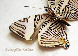 Colobura Annulata Zebra Mosaic Butterfly Framed Entomology Collectible Shadowbox - £35.40 GBP