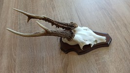 vintage Real  Skull with Horns, white bone, animal skull. Original 1970-... - $37.62