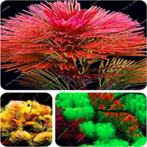 Aquarium Plant Pine Tree De Plantas Raras Fish Tank Aquatic Plant Indoor... - $9.91